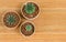 Top View of Three Potted Cactus on Brown Background