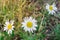 Top view three white daisies with yellow center blossom natural background