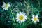 Top view three white daisies with yellow center blossom natural background