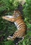 Top view on tiger who lies in the green overgrown.