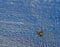 Top view of a tiny baby grass spider on blue background