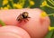 Top view of a tiny Brilliant Jumping Spider on a finger tip