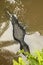 Top view to black skin Crocodile in a muddy river in the tropical jungle. Crocodylus moreletii lies in muddy water and