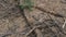 Top view to the forest floor of pine forest