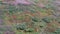 Top view to pattern of summer mountain vegetation. Virent Sally and blueberries.