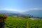 Top view to vineyards near Vevey at Geneva lake