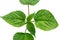 Top view of the top of a laportea plant with green heart-shaped leaves with a detailed leaf frame