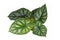 Top view of topical `Alocasia Baginda Dragon Scale` houseplant