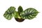 Top view of topical `Alocasia Baginda Dragon Scale` houseplant in flower pot on white background