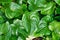 Top view of topical `Cyanastrum Cordifolium` plants