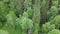 Top view of tops of green trees of dense forest. Stock footage. Beautiful nature with abundance of green in mixed forest