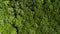 Top view of the tops of trees in a summer green forest.