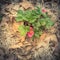 Top view Toscana strawberries bush cultivated on green plastic box with dried leaves mulch