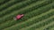 Top view of tractor rides along green raws of blueberry field on blueberry plantation. Removal of weeds by agricultural