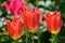 Top view of tree vivid red tulips and green grass in a garden in a sunny  spring day, beautiful outdoor floral background photogra