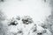 Top view of trees and bushes covered in snow. Detailed stems on a snowy background