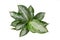 Top view of tropical \\\'Aglaonema Silver Bay\\\' houseplant with silver pattern