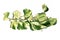 Top view of tropical `Epipremnum Aureum Manjula` pothos houseplant with long vine  on white background