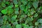 Top view of tropical `Fittonia Gigantea` Nerv plant with red veins covering ground