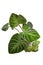 Top view of tropical `Philodendron Verrucosum` houseplant with dark green veined velvety leaves on white background