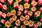 Top view tulips flowers. Colorful tulips flowers close up