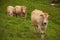 Top view of two cows and a bull of the race Blonde of Aquitaine