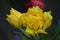 Top view of two delicate vivid yellow and white tulips with small water drops in a garden in a rainy spring day, beautiful outdoor