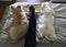 Top view of two dogs resting in bed with lots of charm.