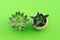 Top view of two green small succulent plants in pink pots on lime color background.