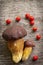 Top view of two pine bolete (Boletus pinophilus) mushrooms decorated with red rowan berry fruits.