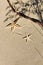 Top view of two starfishes with trendy shadow on beach sand. Travel and tourism. Copy space, flat lay style