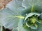 Top view. Vegetation - young cabbage