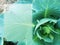 Top view. Vegetation - young cabbage - background for text