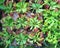 Top view of Venus Flytraps in the plant pots in plant shop