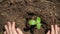 Top view video of hands planting organic plant seedling in fertile ground and covering it with soil. Concept of growth