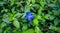 Top view of the vivid blue flower of the spring gentian, Gentiana Verna. The small blossom, among green leaves, found in the Swiss