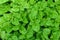 Top view Watercress or nasturtium officinale organic growing in the vegetable garden plant green leaf texture background/ Fresh