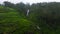 Top view of waterfall among green tea plantation. Sri Lanka.