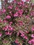 Top view of Weigela bush with dark leaves with pink blossoms.