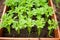 top view of a well-organized carrot patch