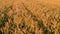 Top view of wheat field, cereal crop of healthy food, video shot at sunset, wheat at the stage of ripening, Ukrainian