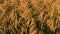 Top view of wheat field, cereal crop of healthy food, video shot at sunset, wheat at the stage of ripening, Ukrainian