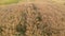 Top view of a wheat field, a fast flight over