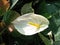 Top view white anthurium blooms flowers in pot for stock photo or illustration, houseplants, shop