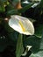 Top view white anthurium blooms flowers in pot for stock photo or illustration, houseplants, shop