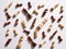 Top view of white and brown wooden chess pieces fallen on white background