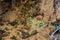 Top view of a white flower above a mountain stream