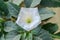 Top view of white flowers of Datura inoxia