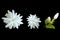 Top view,White jasminum sambac flower blossom bloom isolated on black background, Fragrant floral,arabian jasmine, floral pattern