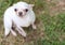 Top view of white short hair Chihuahua dog look up to the camera with his big eyes open